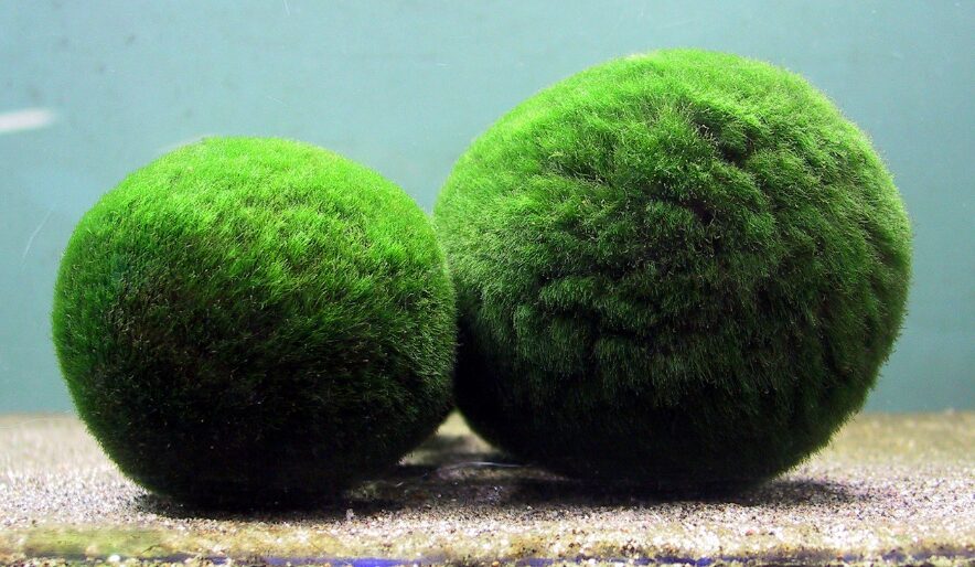 緑でクリーパーに似ているかもしれない
阿寒湖のマリモ。